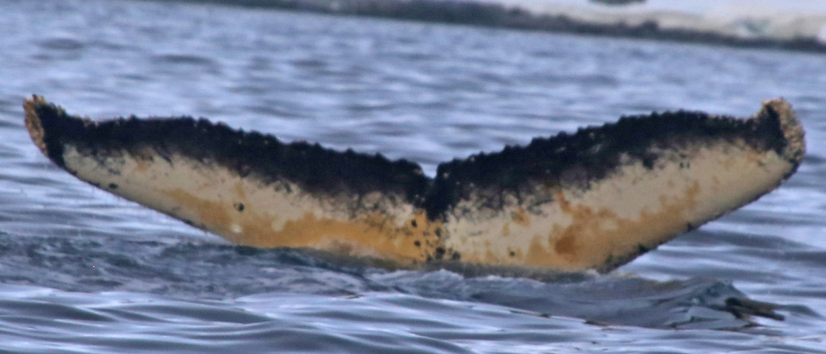 Fluke of BTBEL-Mn19_038NB15_P
