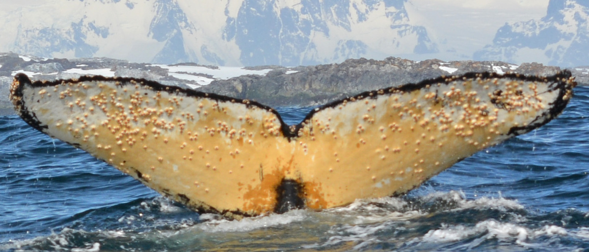 Fluke of BTBEL-Mn19_022A_P