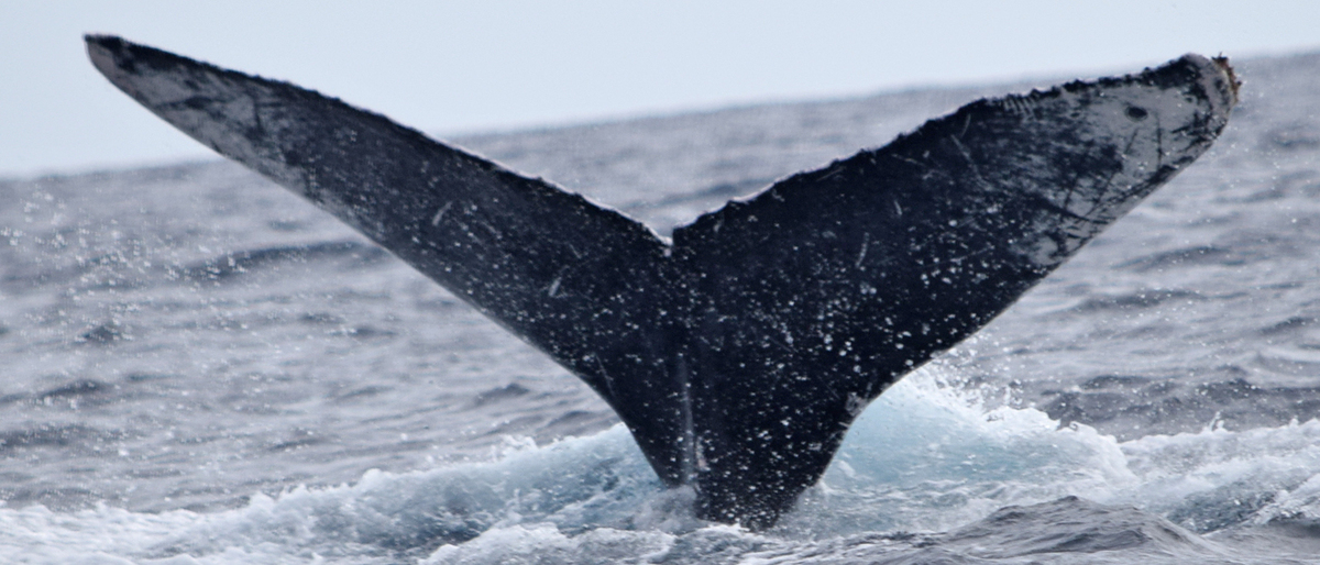 Fluke of CRC-10419