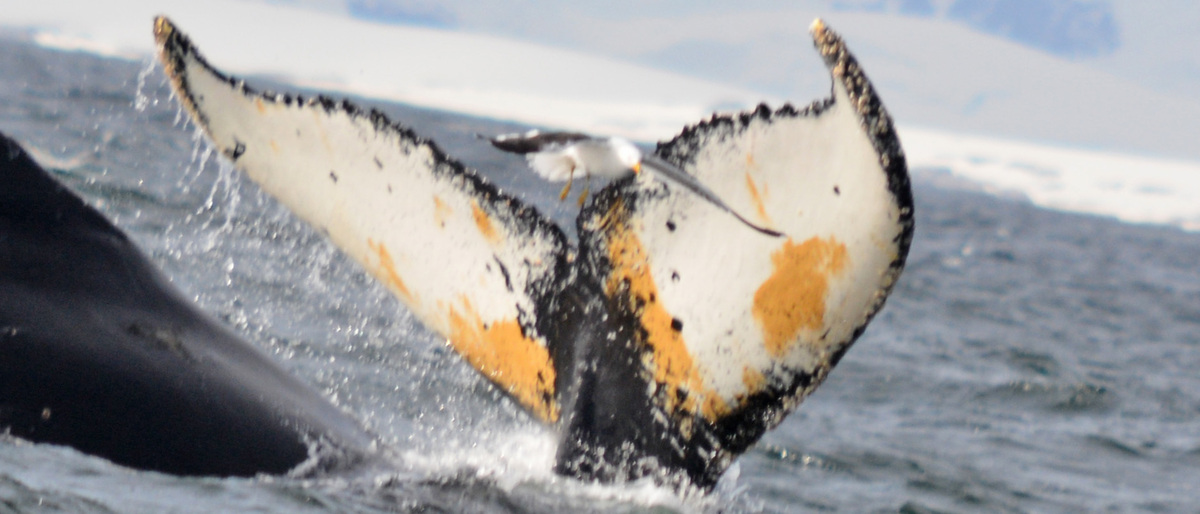 Fluke of BTBEL-Mn19_038NB3_P