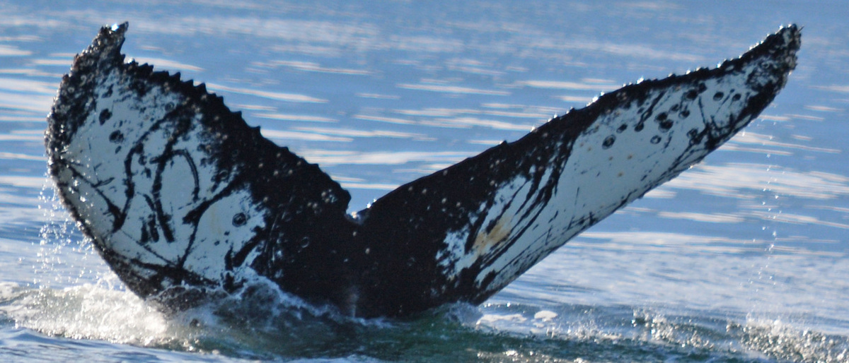 Fluke of BTBEL-Mn19_022NB11_P