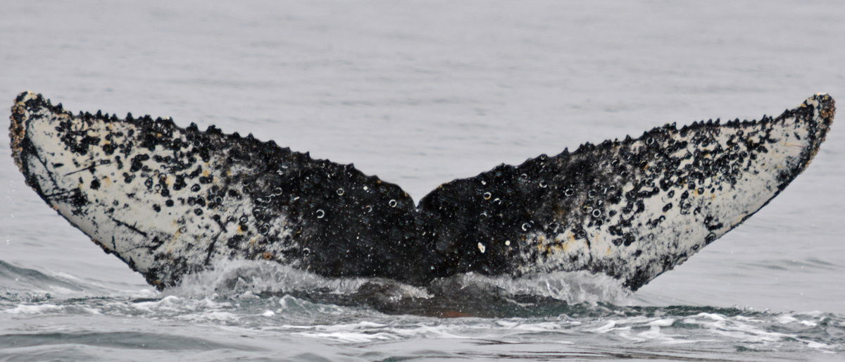 Fluke of BTBEL-Mn19_018B_P
