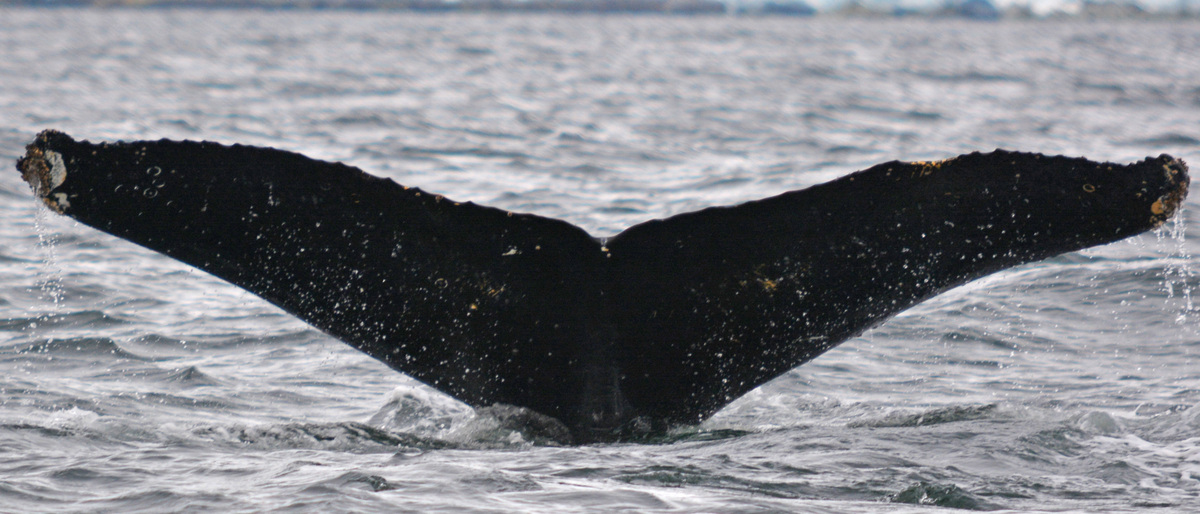 Fluke of BTBEL-Mn19_040NB10_P