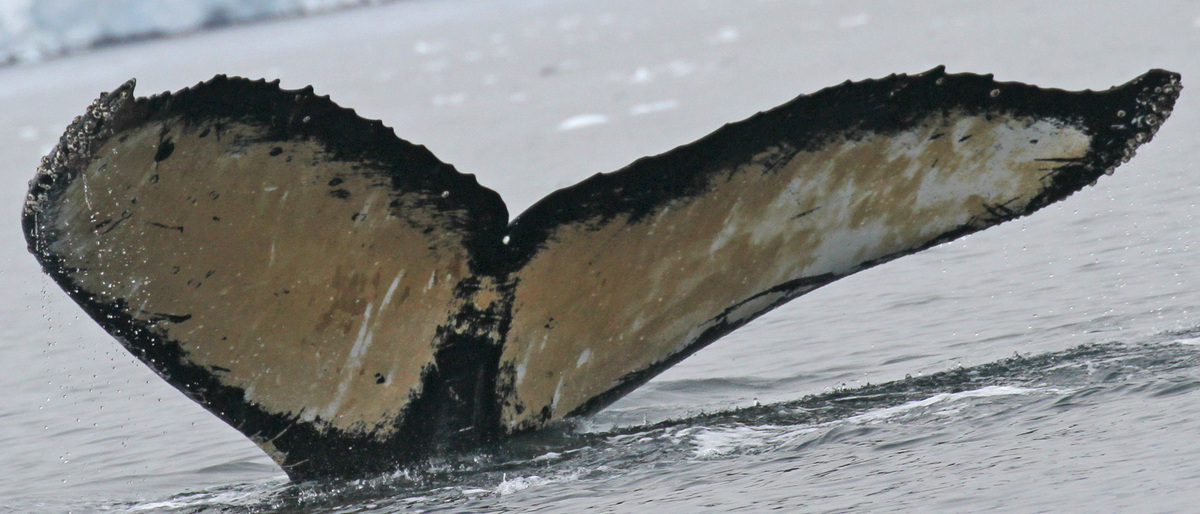 Fluke of BTBEL-Mn19_085A_R