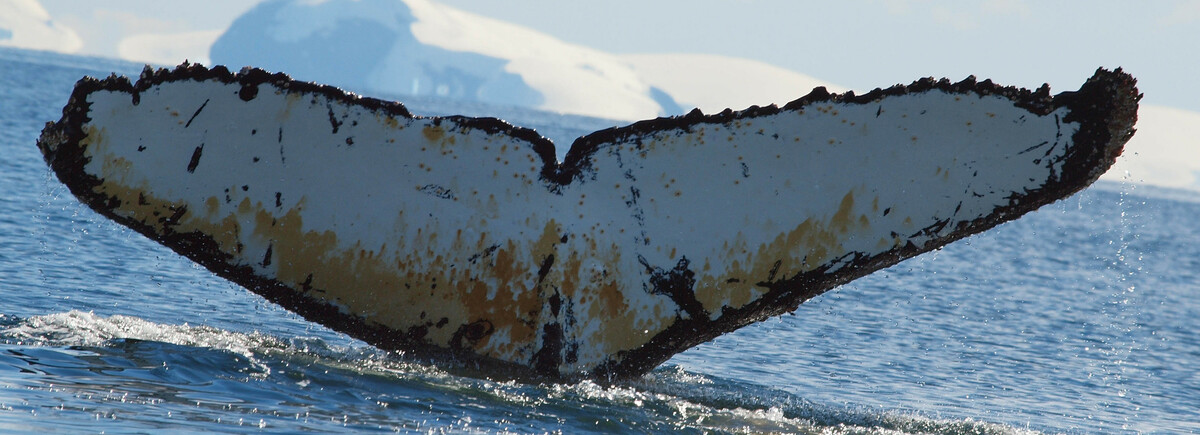 Fluke of BTBEL-Mn19_083NB1_R
