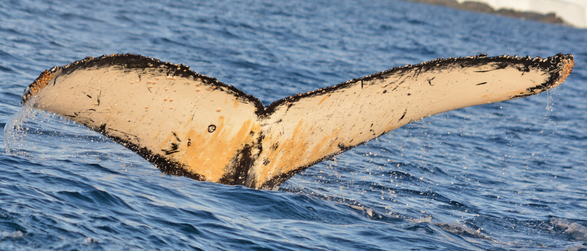 Fluke of BTBEL-Mn19_059NB2_P