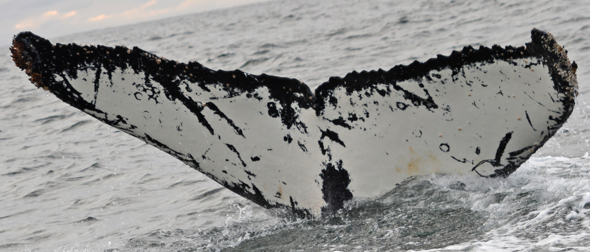 Fluke of BTBEL-Mn19_040NB6_P