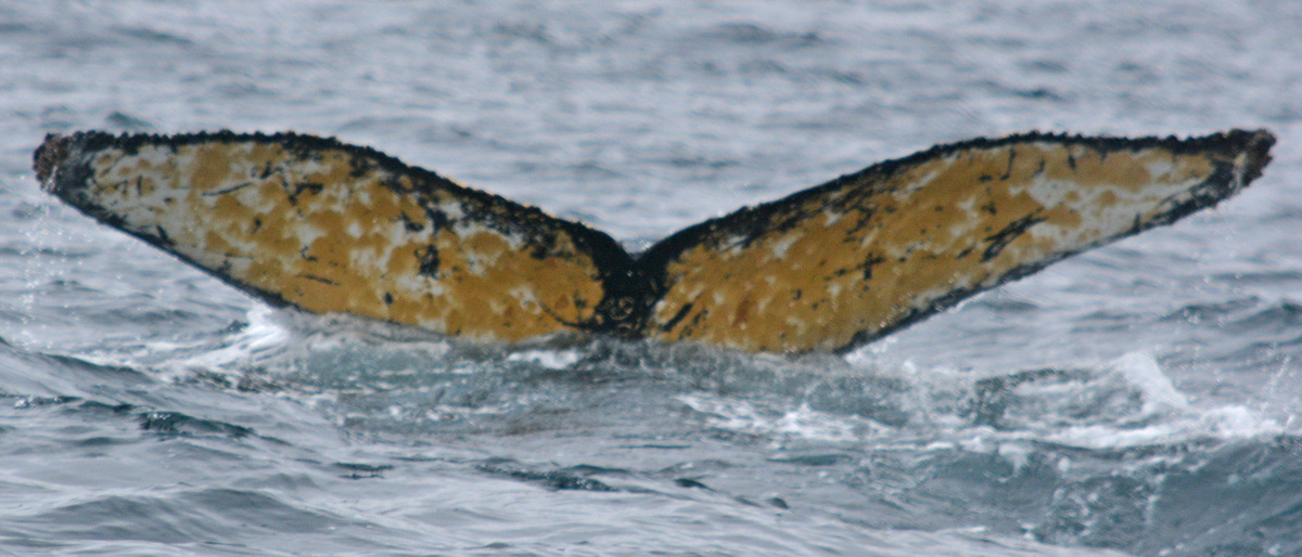 Fluke of Nero Marks (Antarctica)