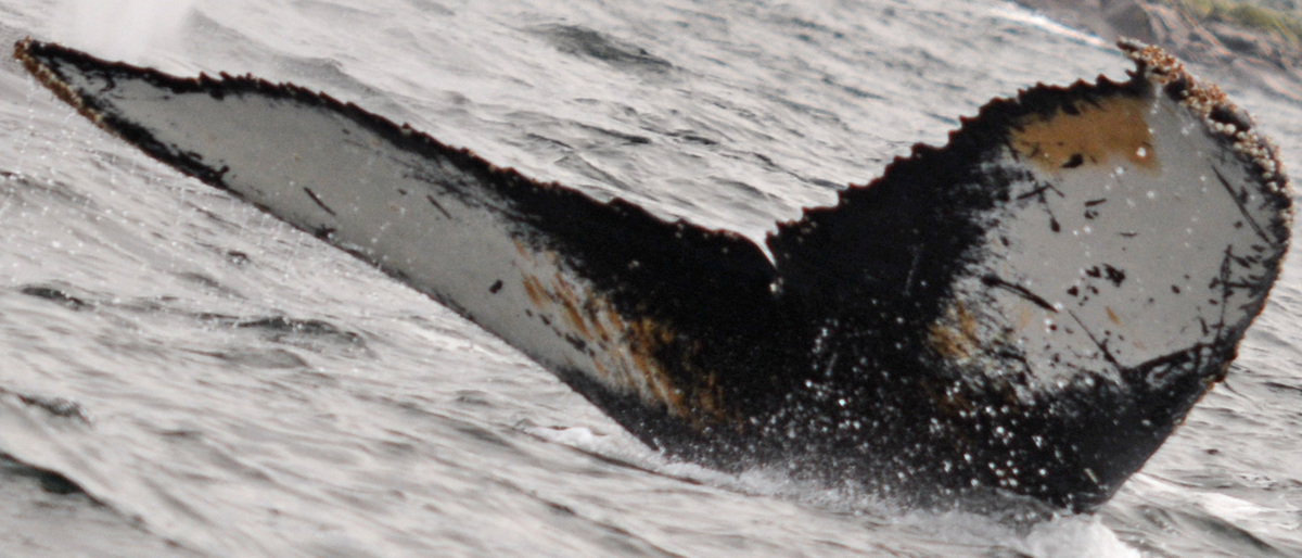 Fluke of BTBEL-Mn19_040NB11_P