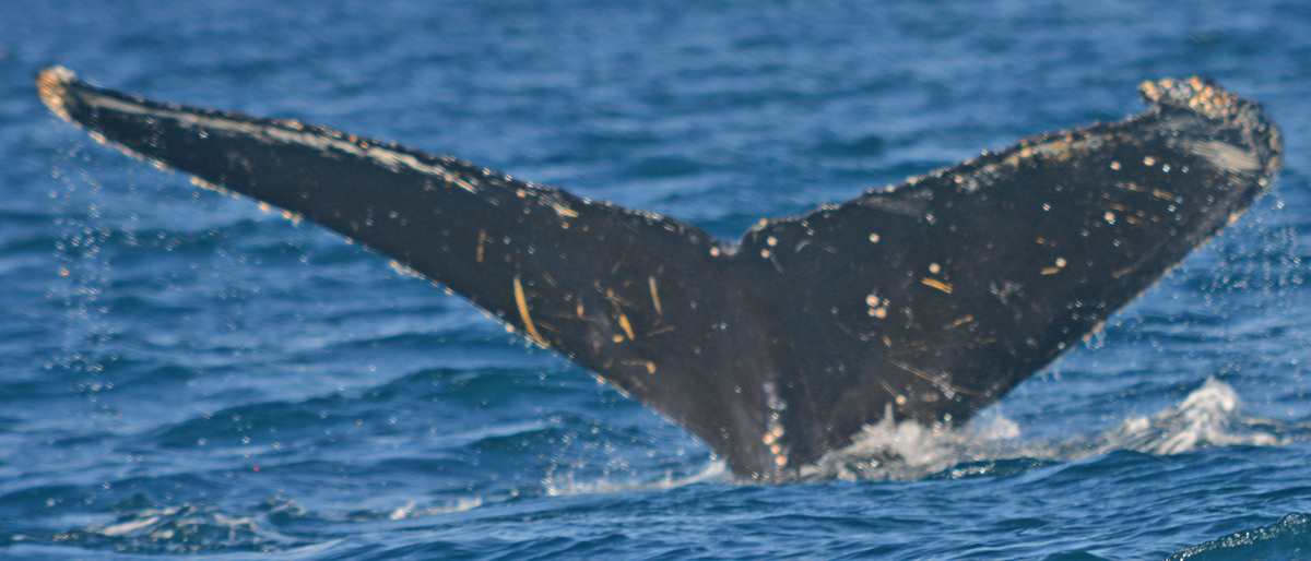 Fluke of BTBEL-Mn19_051NB2_P