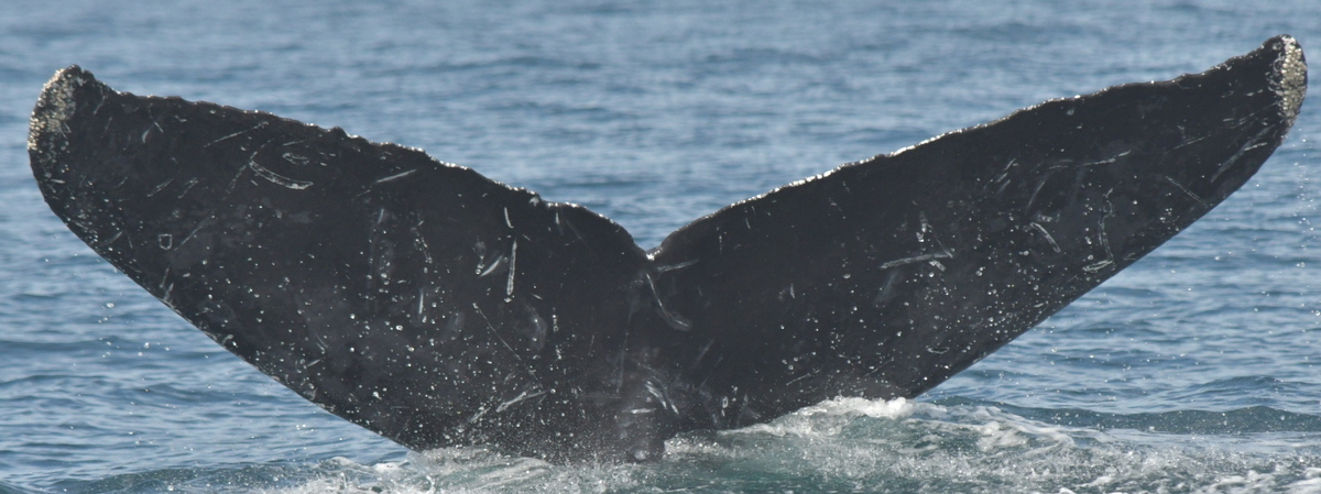 Fluke of CRC-17030