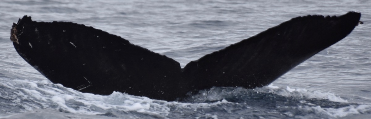 Fluke of CRC-17330