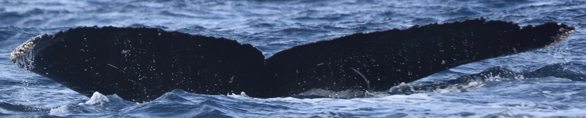 Fluke of CRC-17052