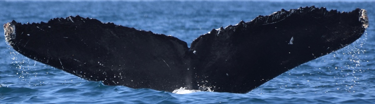 Fluke of CRC-16411