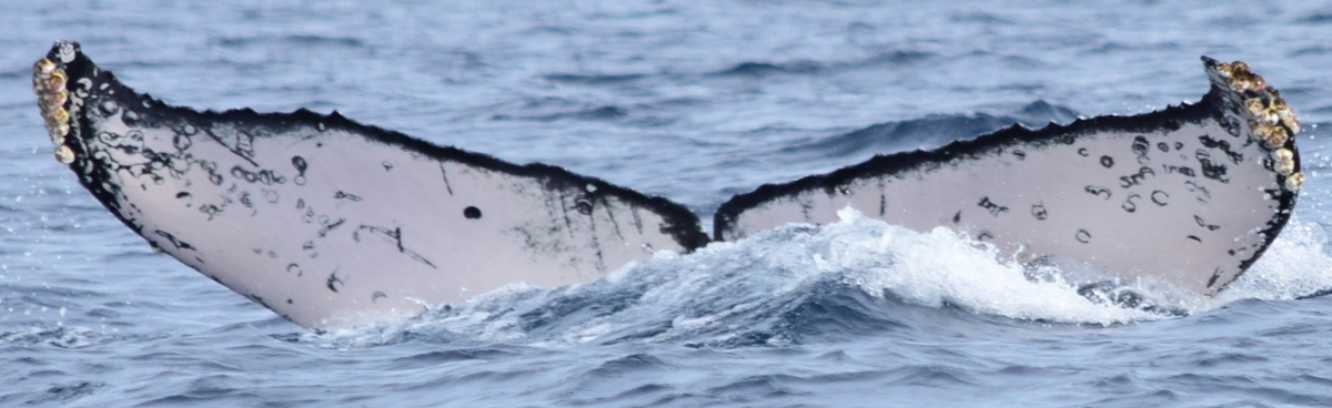 Fluke of CRC-17253