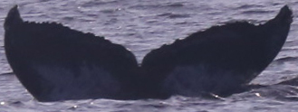 Fluke of CRC-16410