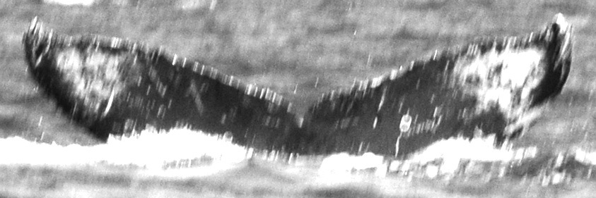 Fluke of CRC-11724