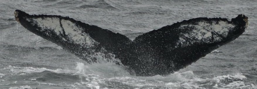 Fluke of PAN-1291