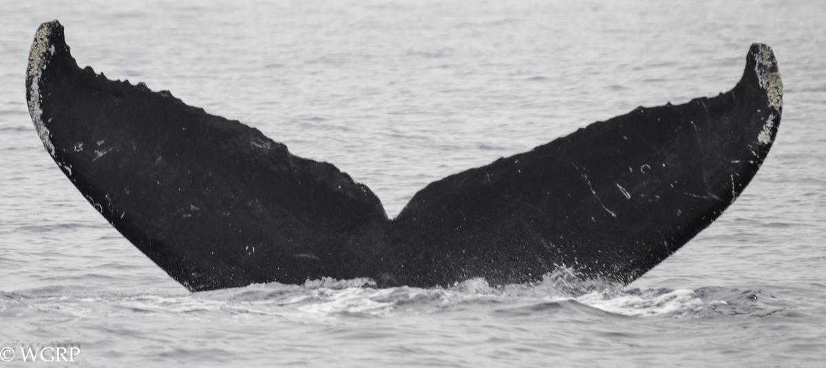 Fluke of CRC-16742