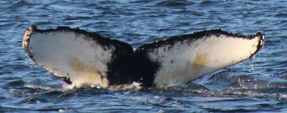 Fluke of Maryann Kaitlyn (Antarctica)