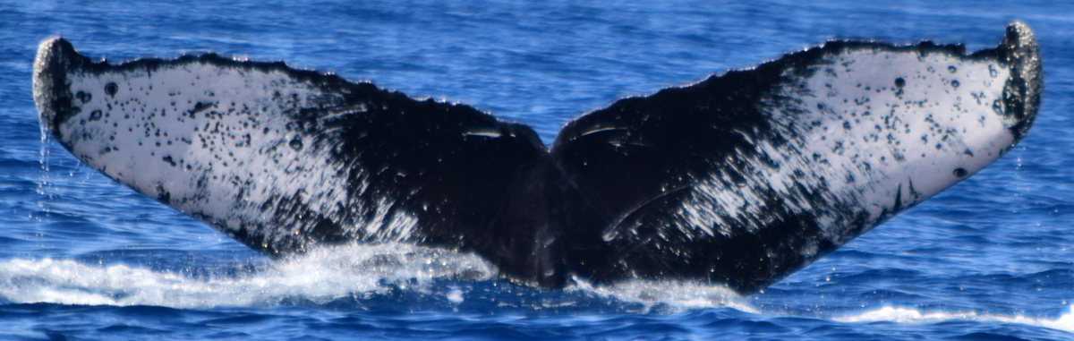 Fluke of CRC-11707
