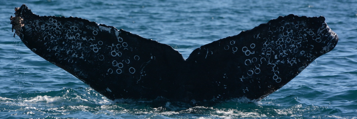 Fluke of CRC-17303