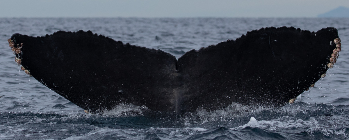 Fluke of CRC-18682