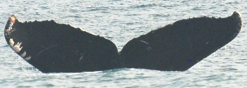 Fluke of Kelp-singer (California)