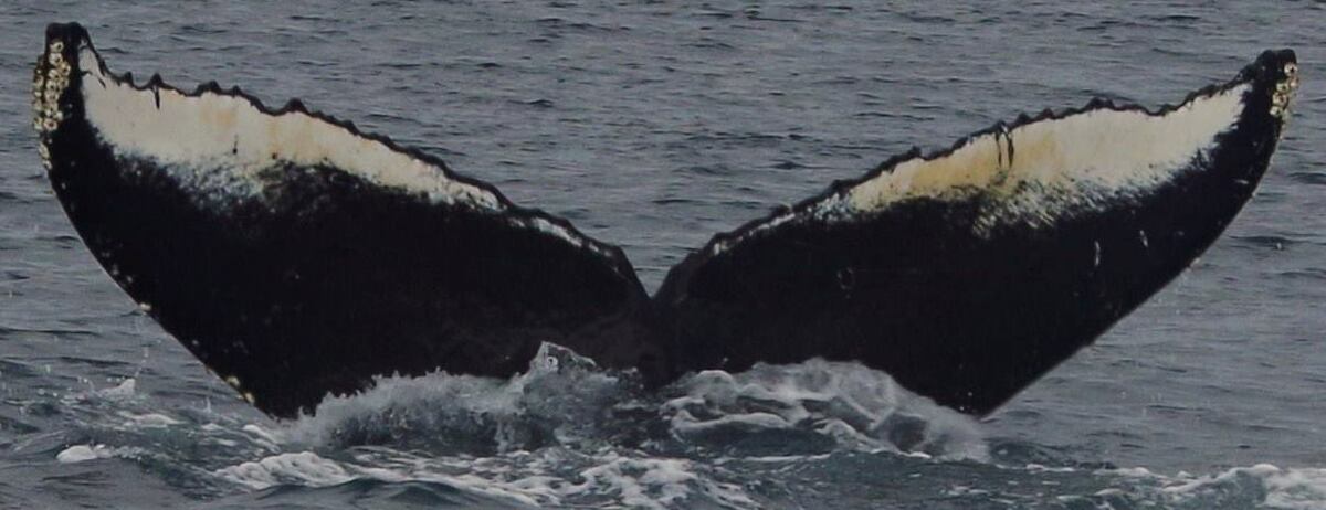 Fluke of Sombrio (BC)