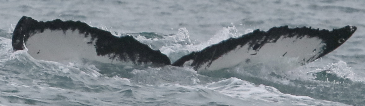Fluke of CRC-17238