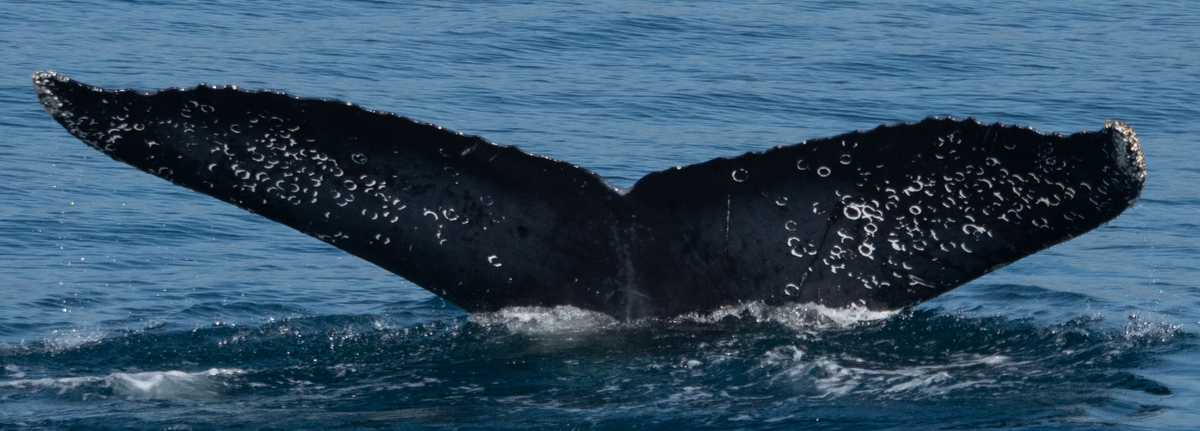 Fluke of CRC-11413