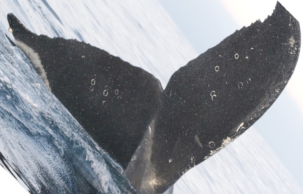 Fluke of CRC-17023