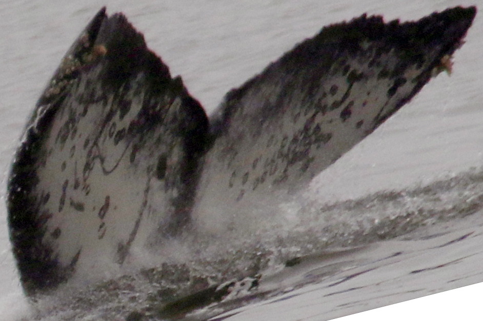 Fluke of CRC-15675
