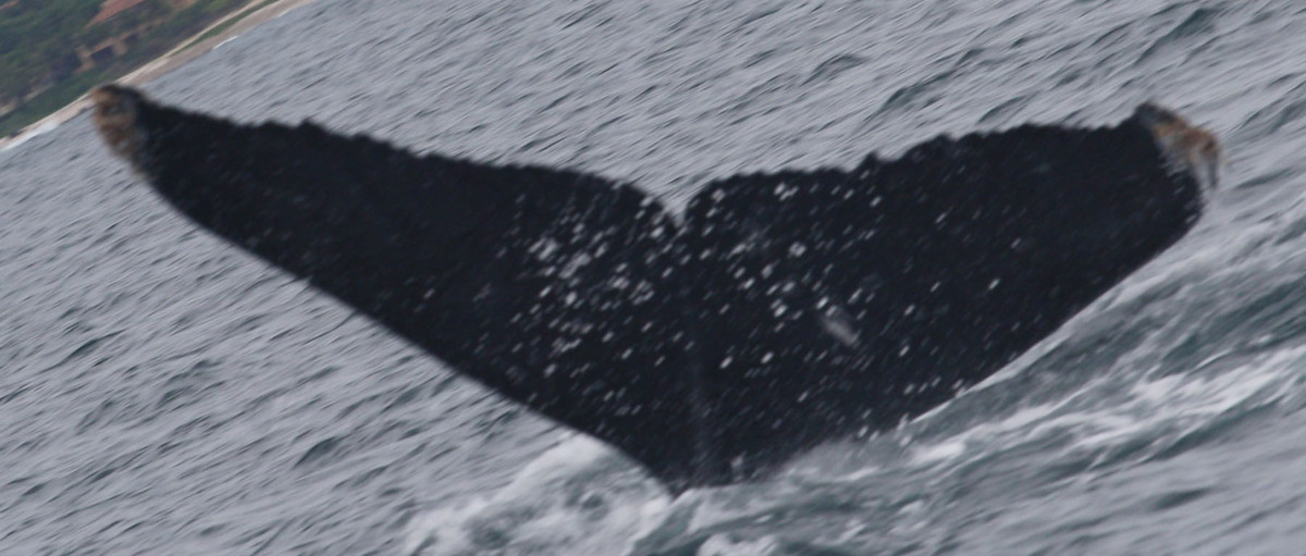 Fluke of CRC-12462