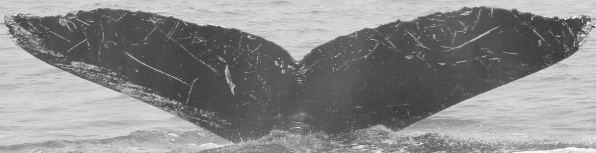 Fluke of CRC-9036