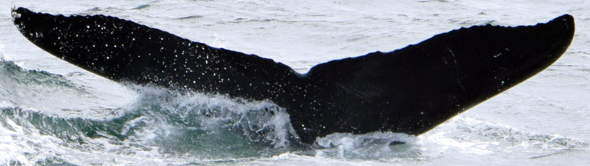 Fluke of CRC-17224