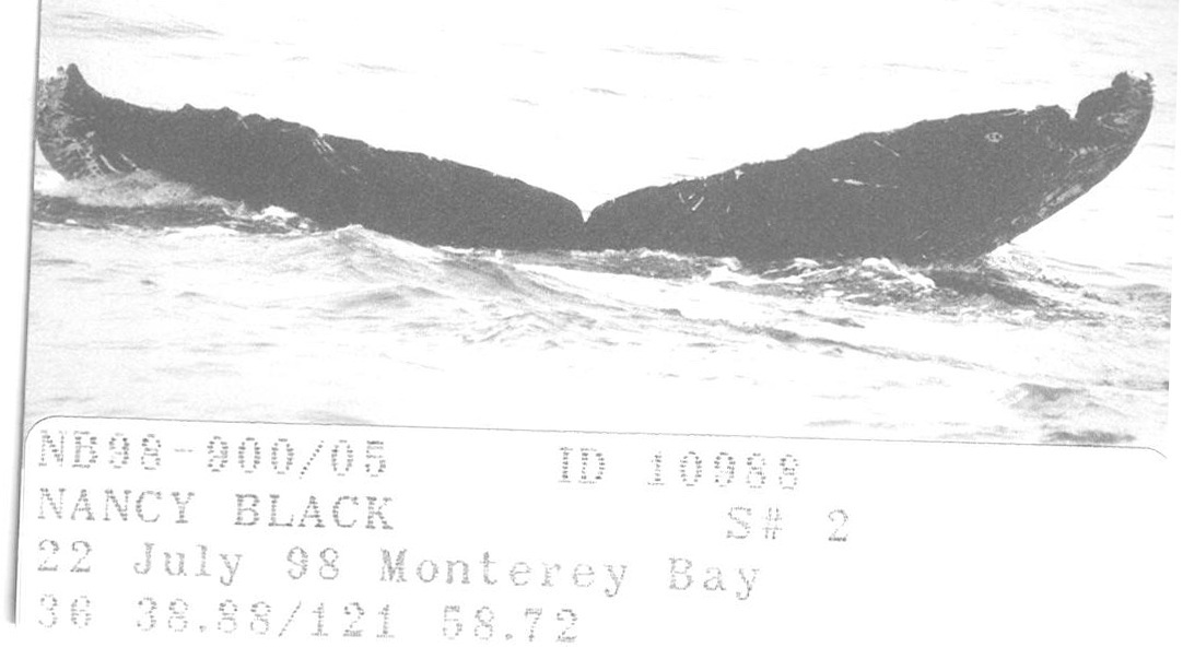Fluke of CRC-10988