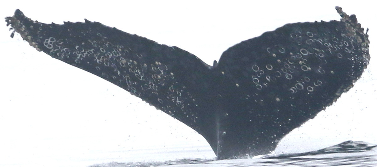 Fluke of CRC-17258