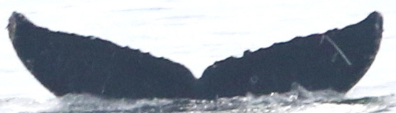 Fluke of CRC-10237