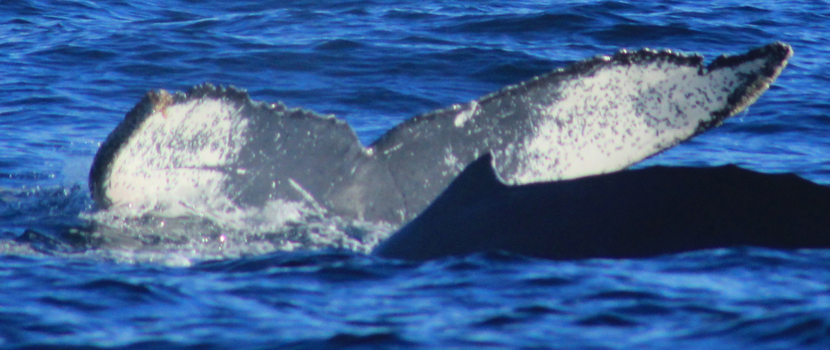 Fluke of CRC-11223