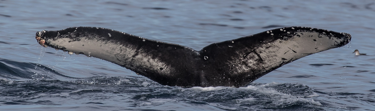 Fluke of CRC-18251
