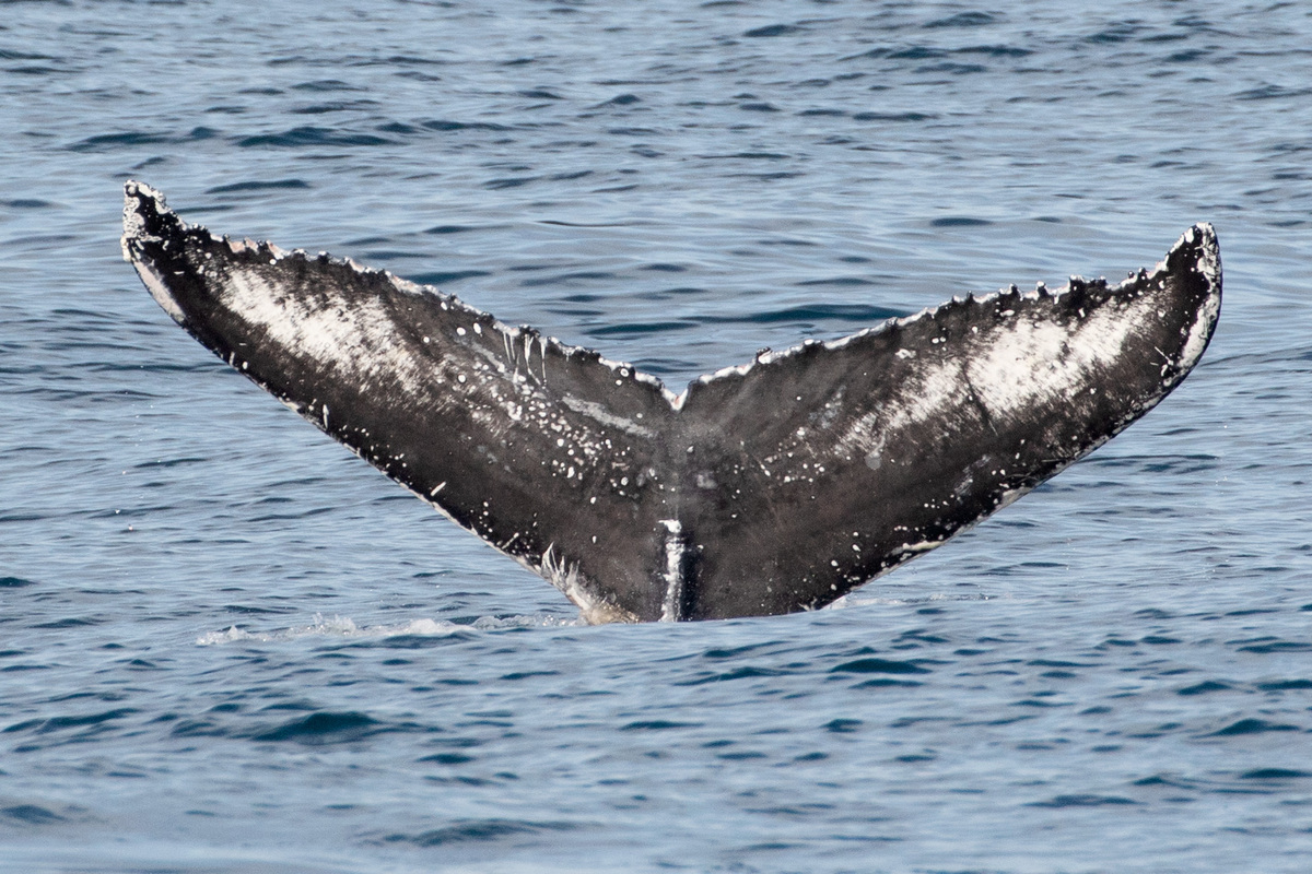 Fluke of Blubber Gum (TMMC)