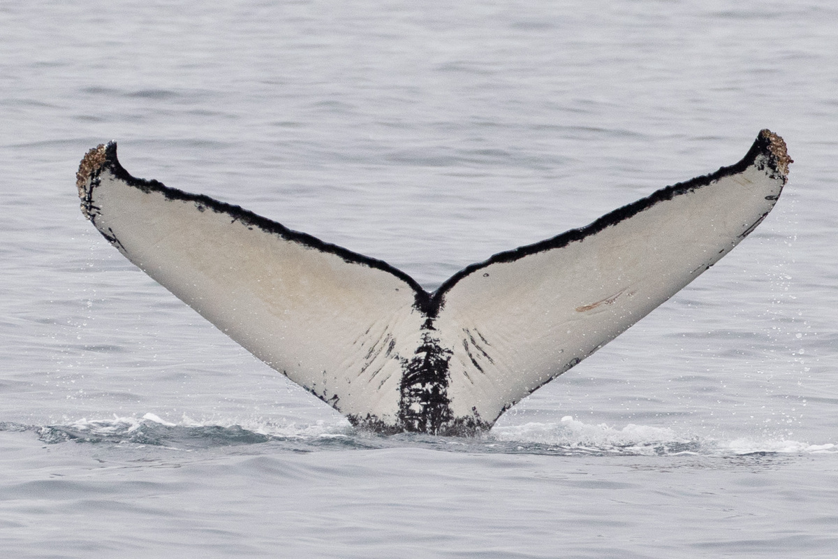 Fluke of CRC-18113