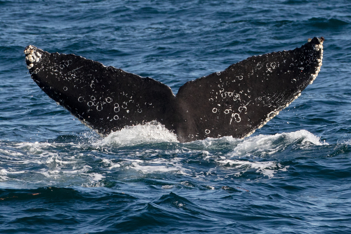 Fluke of CRC-18839