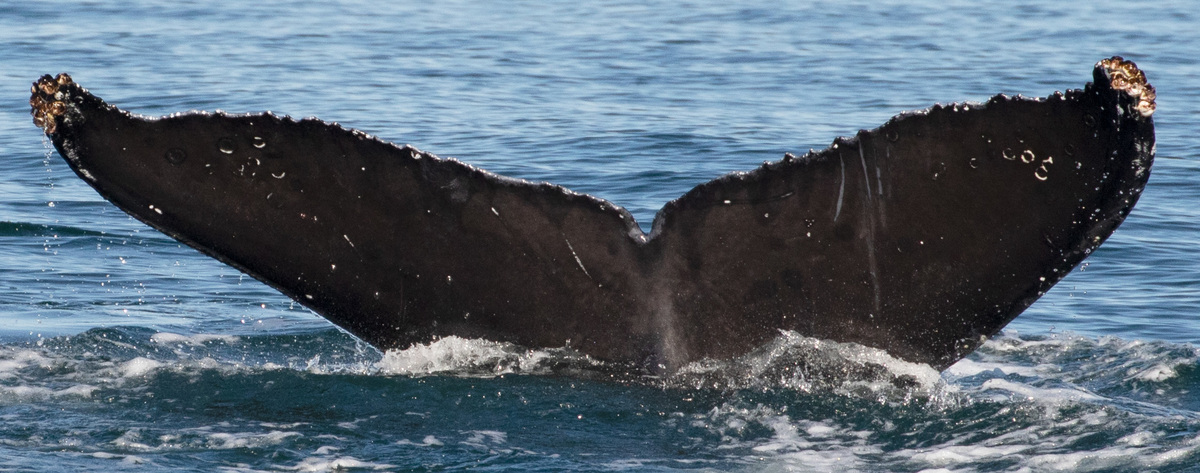 Fluke of Wiggle (California - TMMC)