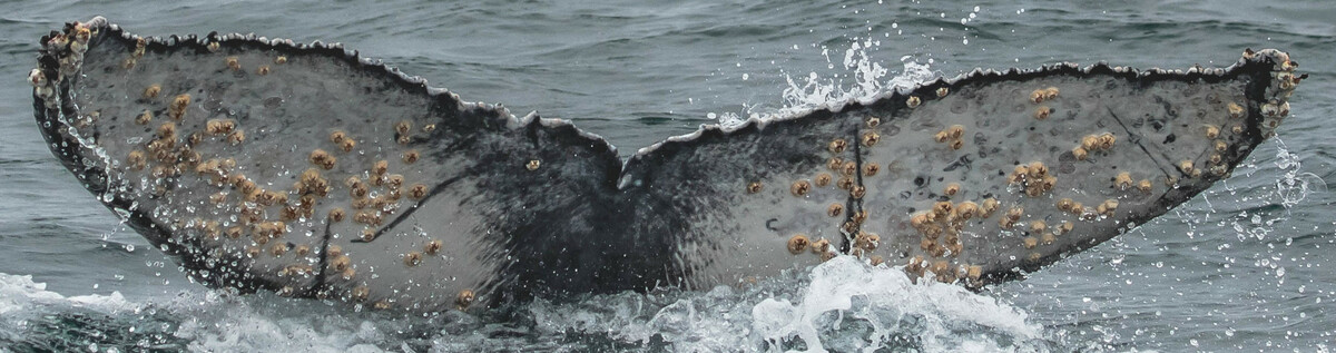Fluke of CRC-20159