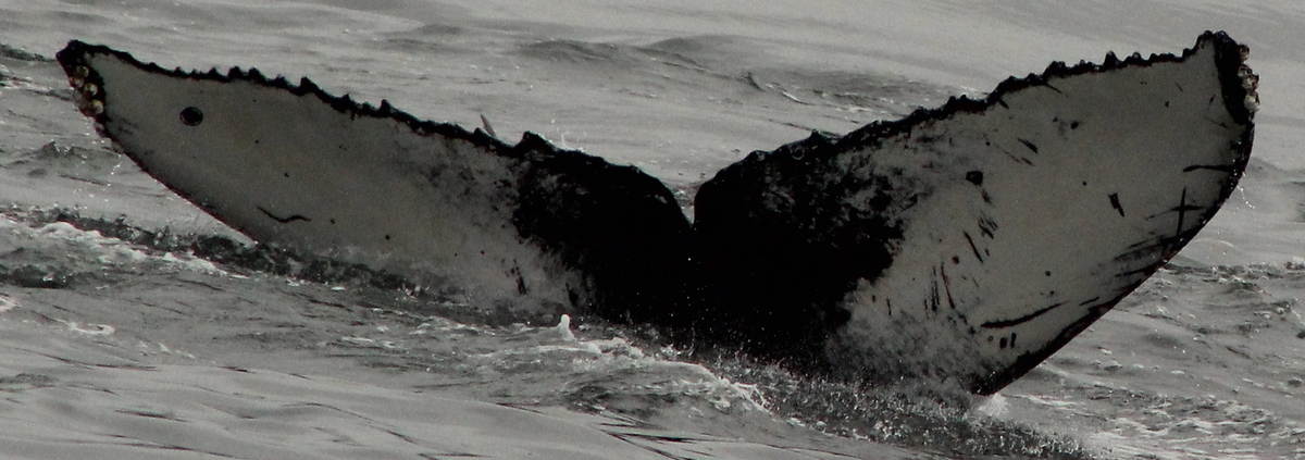 Fluke of CRC-19498