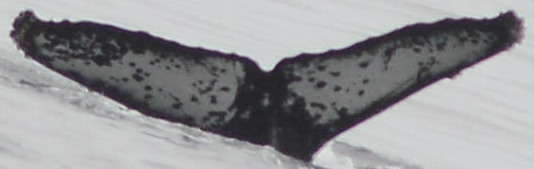 Fluke of CRC-19501