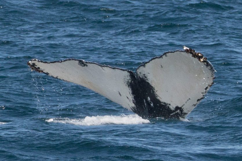 Fluke of CRC-18372