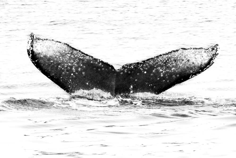 Fluke of CRC-16955